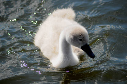 1 little signet