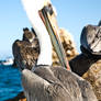 Pelican Friend