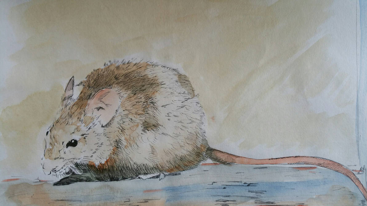 Mouse by Thirstyrover on DeviantArt