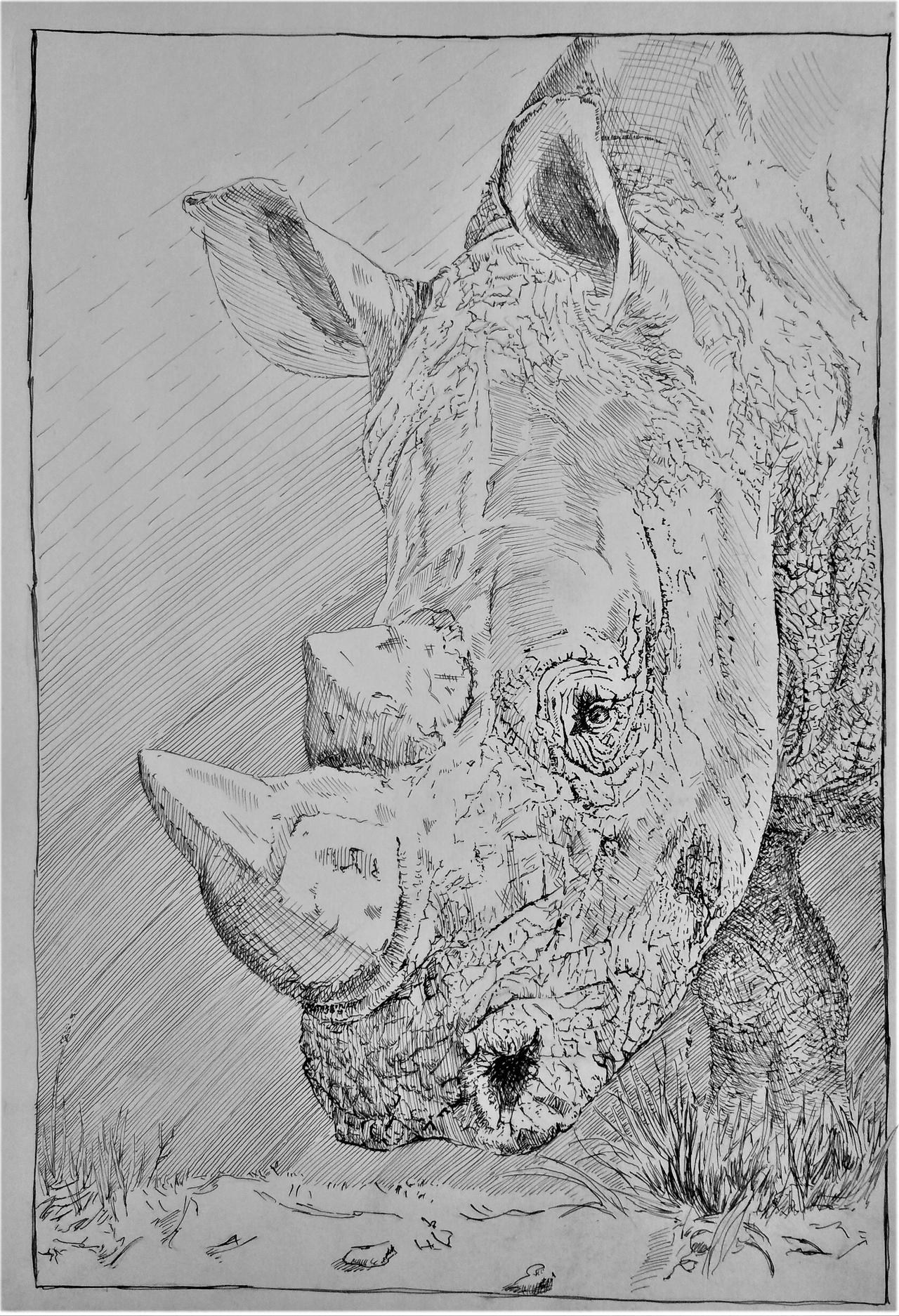 Rhino by Thirstyrover on DeviantArt