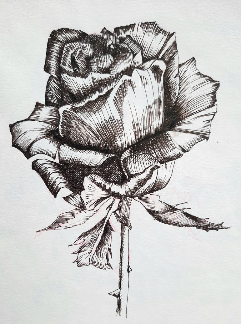 Pen and ink rose by Thirstyrover on DeviantArt