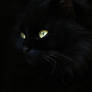 the witch`s cat