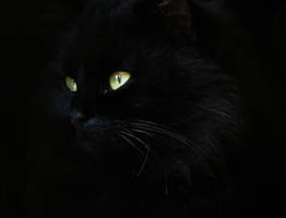 the witch`s cat