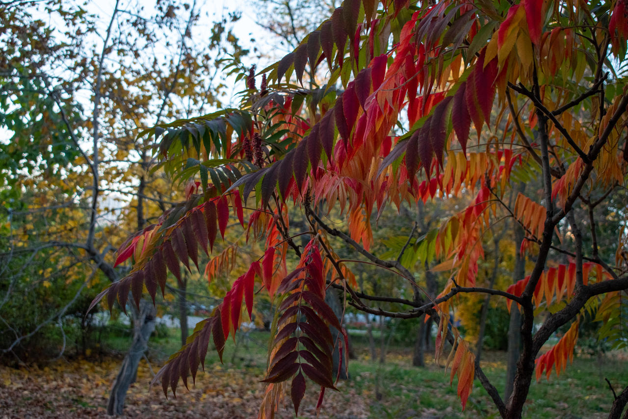 Sumah tree by Kate-St on DeviantArt