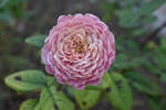 Pink rose by Kateryna-Stotska