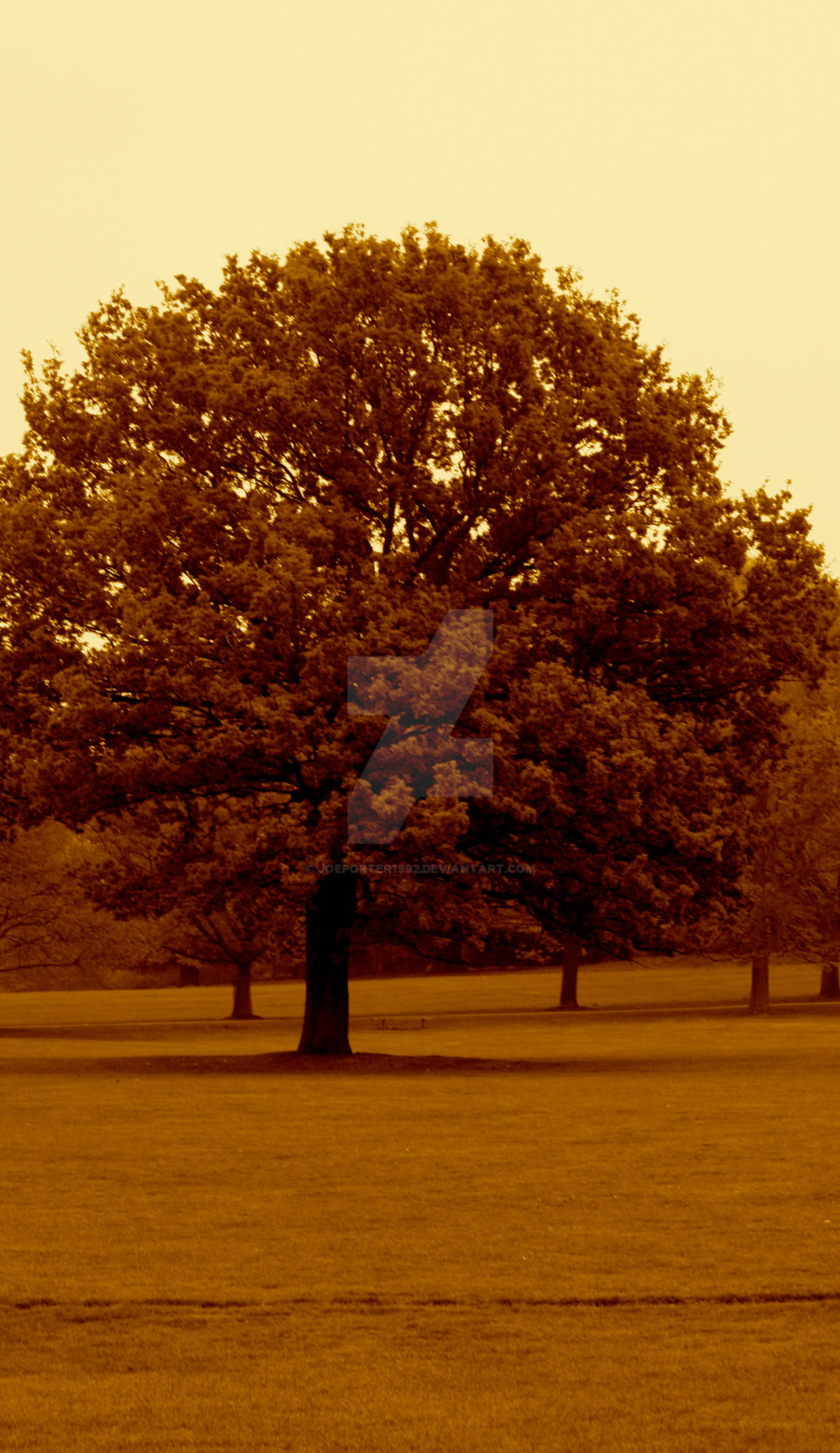 Sepia Tree by joeporter1992 on DeviantArt