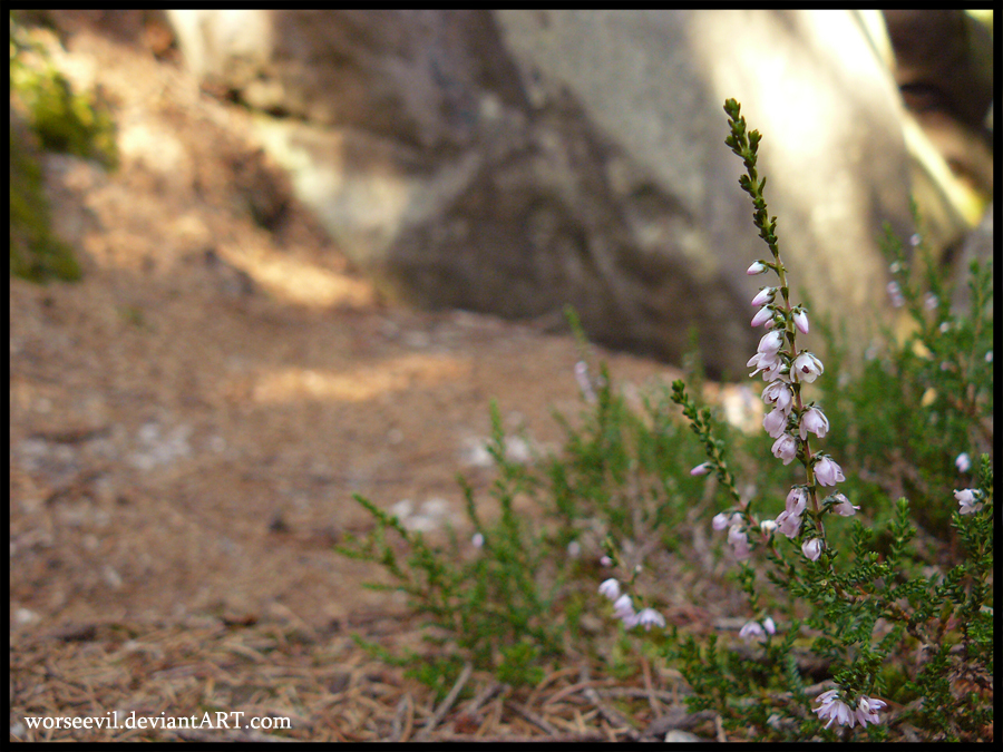 Memory of Summer III