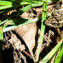 Vermont Woodland Frog