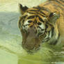 Tiger Water Play