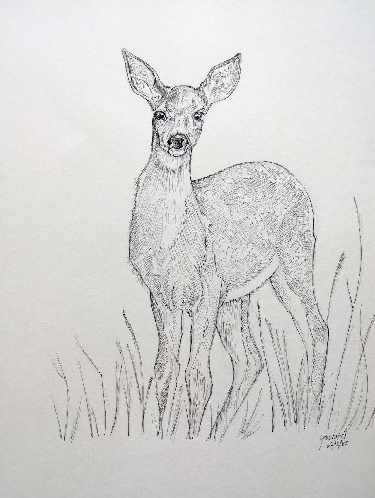 Doe by yvonnick on DeviantArt
