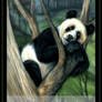 Panda Delight