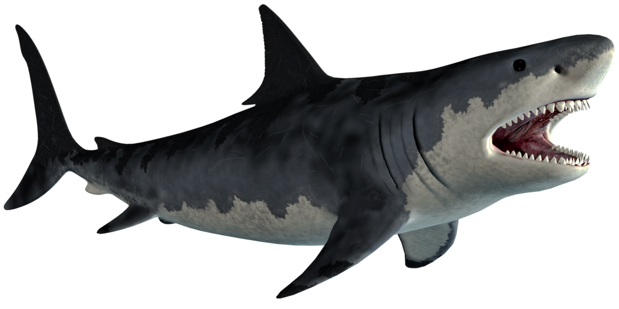 Megalodon PNG by JawsandGumballFan24 on DeviantArt