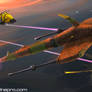 TTA Bee vs. Shark