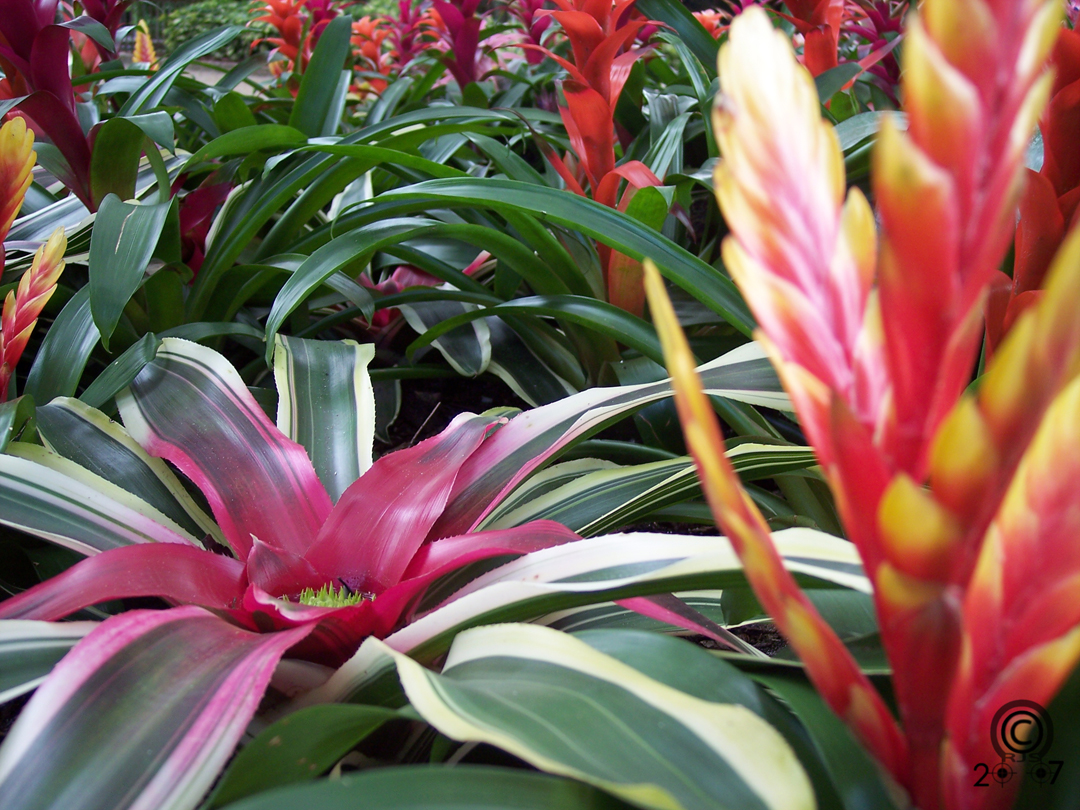 bromeliads