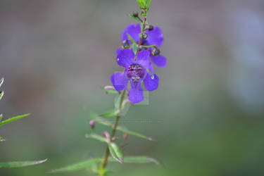 Purple Flower 0800