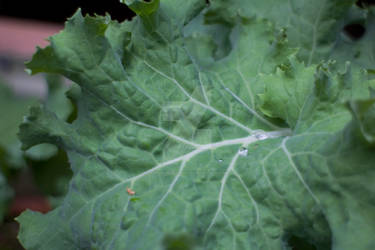 Kale 0472