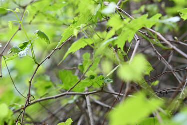 muscadine grape vine 0896