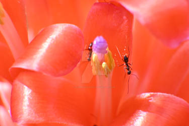 Ants on my Flaming Torch bromeliads