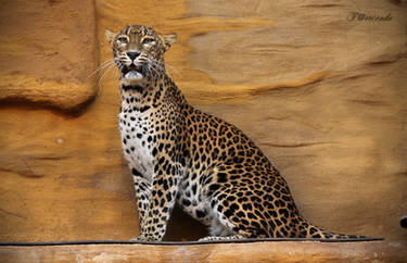 Sri Lankan Leopard (Panthera pardus kotiya)