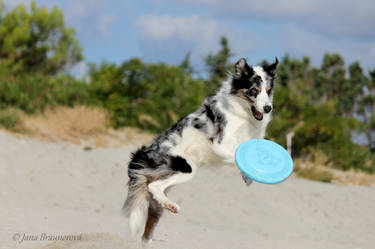 Frisbee is fun!
