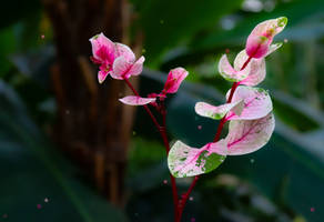 Pink Philodendron