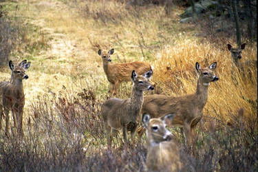 Deer Listen, Poconos 