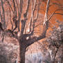 Magical tree - Infrared