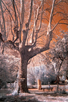 Magical tree - Infrared