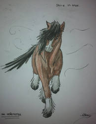 Shire Horse in trot - no reference!