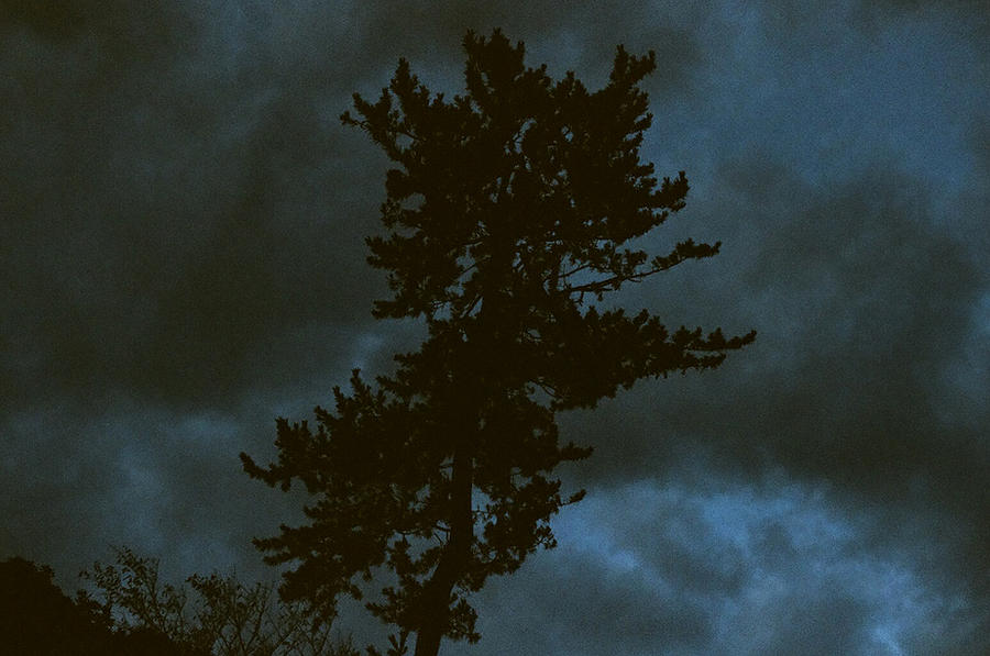 Tree Mdark Dark Tree by taujp on DeviantArt