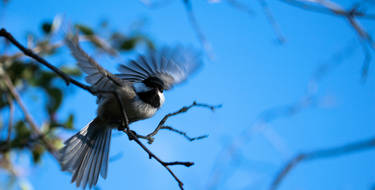Chickadee about to take off