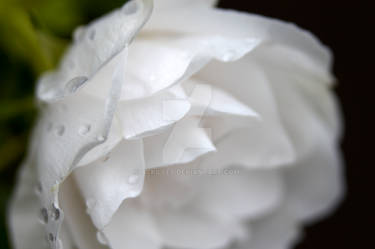 White Flower with morning dew