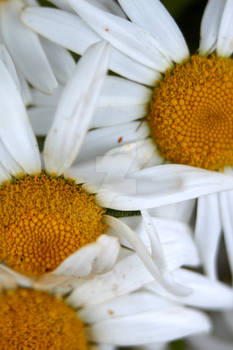 Daisy's