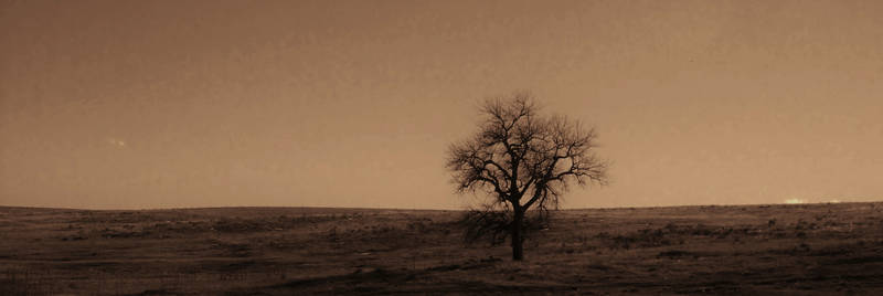 Alone Tree