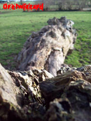 Dead tree