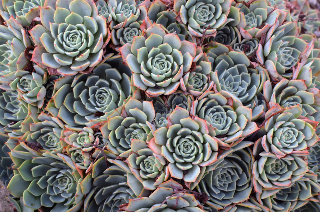 Macro Succulents