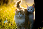 Kittens in the sun by nnenov