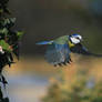 Blue tit in flight