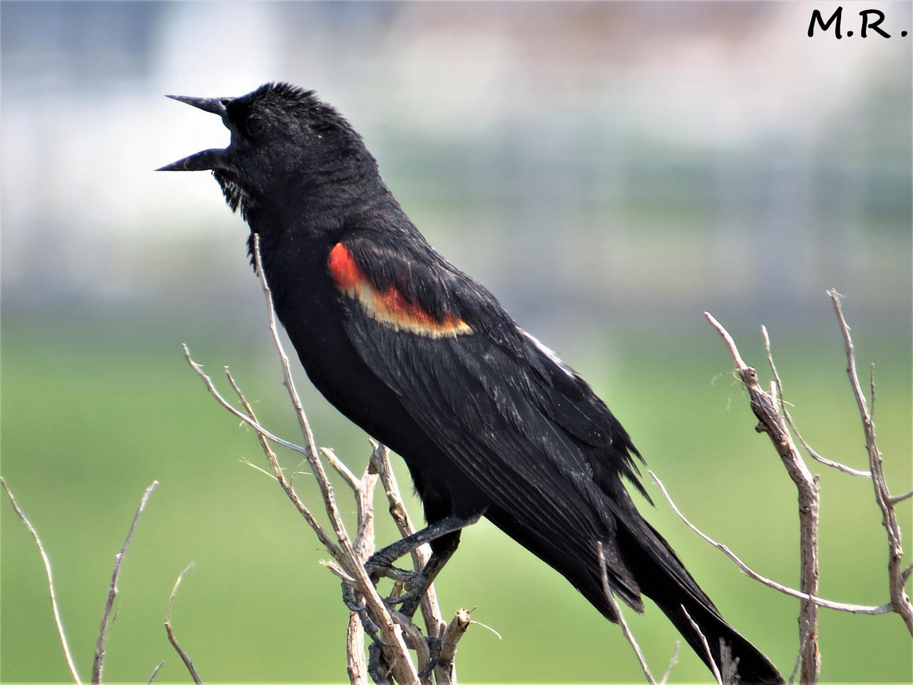 Red Wing Black Bird by DarkChaosMR on DeviantArt