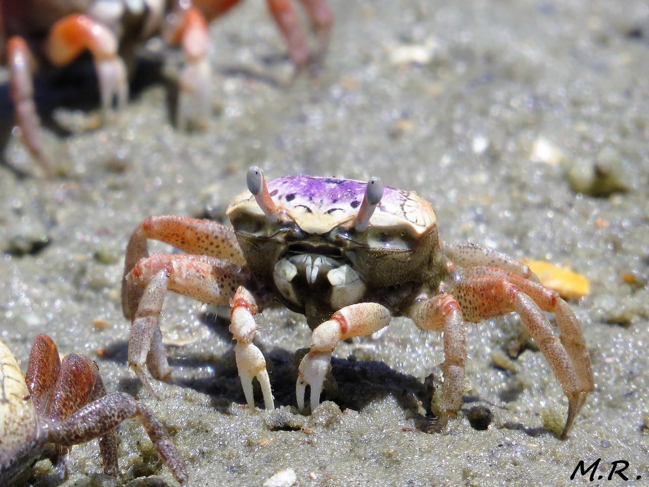 Female Fiddler Crab by DarkChaosMR on DeviantArt