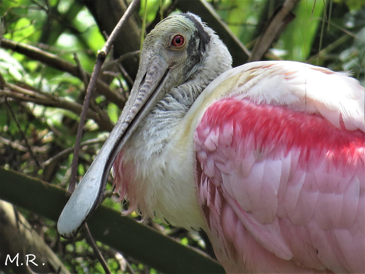 Spoonbill by DarkChaosMR on DeviantArt