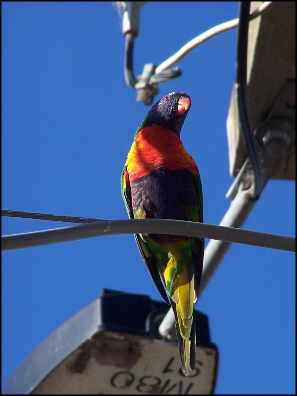 parrot III by koharubiyori on DeviantArt