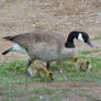 Mommy and her baby geese