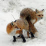 foxs