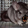 evil chinchilla
