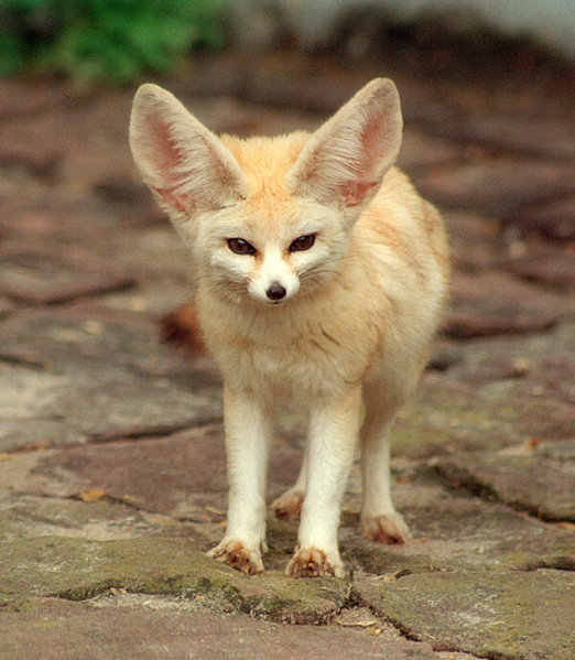 Fennec Fox