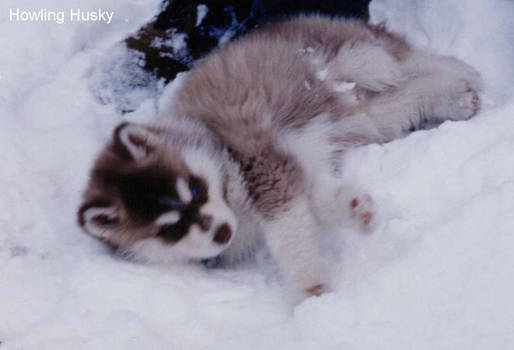 Baby Husky