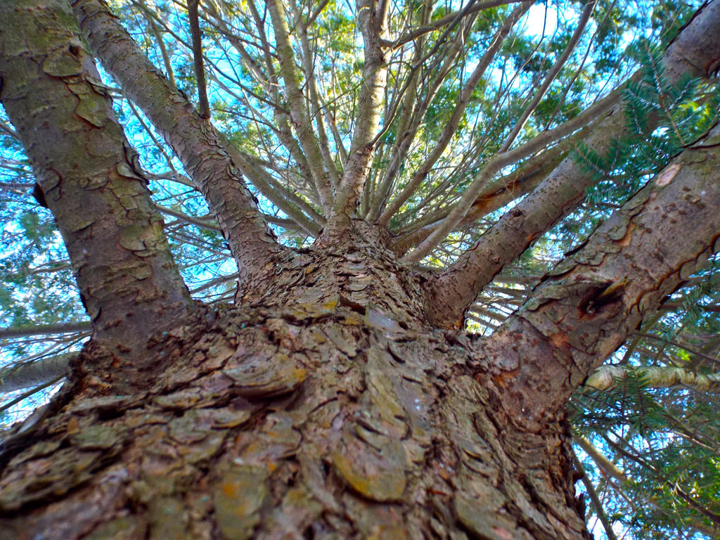 Getv Tree Give a Tree Get a Tree by doorclimber on DeviantArt
