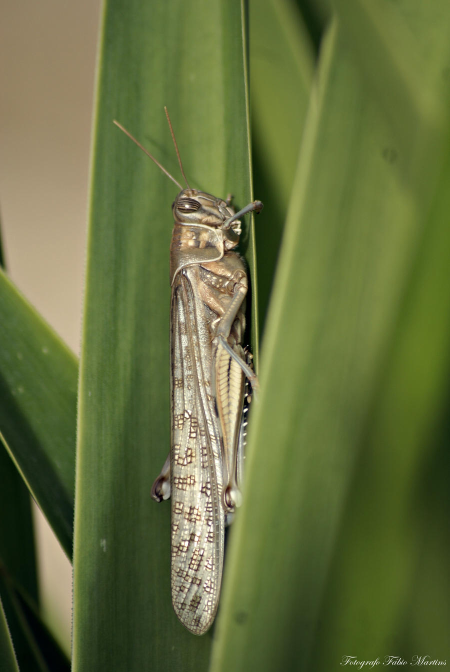 grasshopper