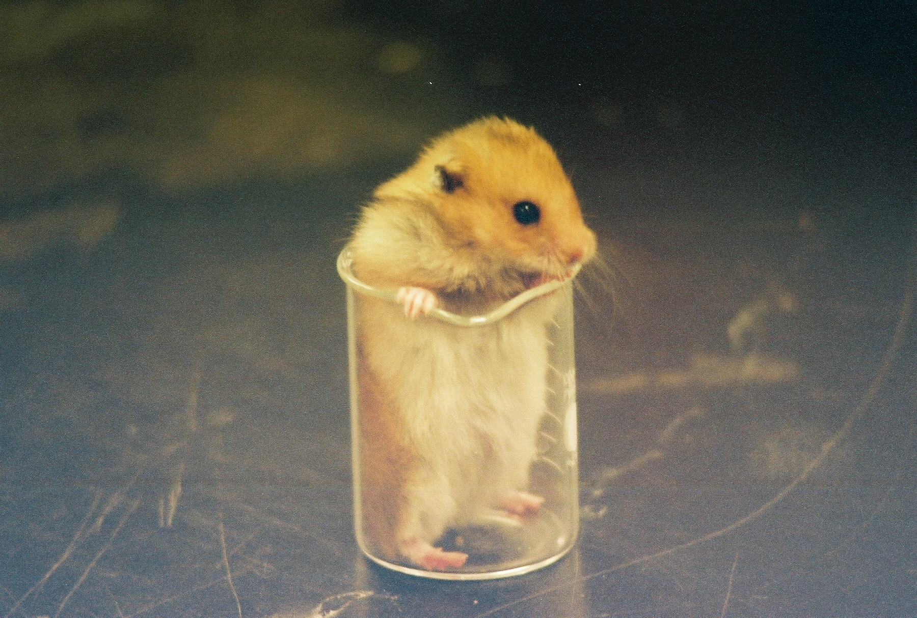 100 ml of hamster